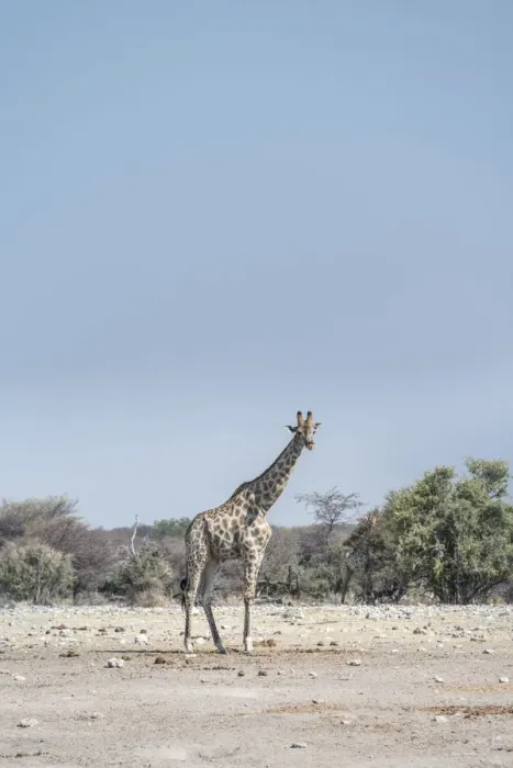 Framed Print : Giraffe -Giraffa camelopardis-, Chudop water hole, Etosha National Park, Namibia Framed Print : Giraffe -Giraffa camelopardis-, Chudop water hole, Etosha National Park, Namibia
