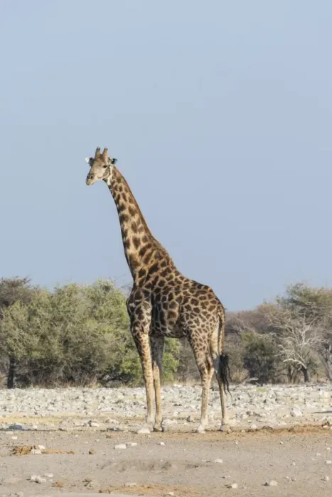 Framed Print : Giraffe -Giraffa camelopardis-, near the waterhole of Chudop, Etosha National Park, Namibia Framed Print : Giraffe -Giraffa camelopardis-, near the waterhole of Chudop, Etosha National Park, Namibia
