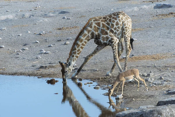 Giraffe -Giraffa camelopardis- and a Blacked-faced Impala -Aepyceros melampus petersi- drinking next to each other at the Chudop waterhole, Etosha National Park, Namibia