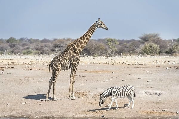 Giraffe -Giraffa camelopardis- and Burchells zebra -Equus quagga burchelli-, Chudop water hole, Etosha National Park, Namibia