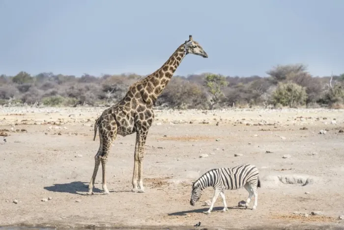 Framed Print : Giraffe -Giraffa camelopardis- and Burchells zebra -Equus quagga burchelli-, Chudop water hole, Etosha National Park, Namibia Framed Print : Giraffe -Giraffa camelopardis- and Burchells zebra -Equus quagga burchelli-, Chudop water hole, Etosha National Park, Namibia