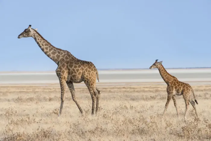 Framed Print : Giraffe -Giraffa camelopardis- with a calf, Etosha salt pan, Etosha National Park, Namibia Framed Print : Giraffe -Giraffa camelopardis- with a calf, Etosha salt pan, Etosha National Park, Namibia