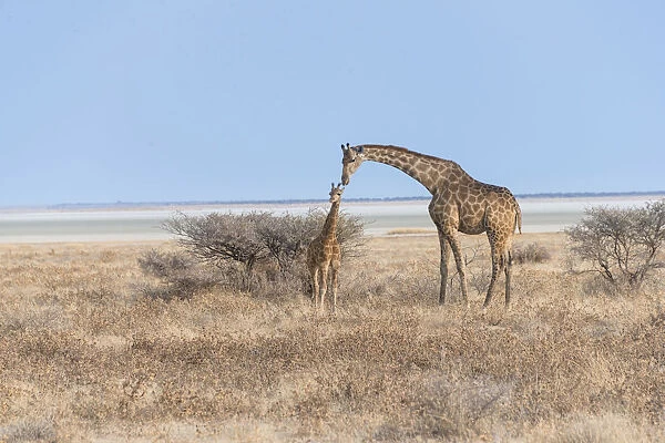 Giraffe -Giraffa camelopardis- with a calf, Etosha salt pan, Etosha National Park, Namibia