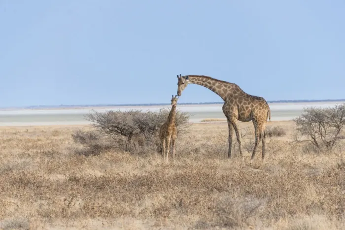 Framed Print : Giraffe -Giraffa camelopardis- with a calf, Etosha salt pan, Etosha National Park, Namibia Framed Print : Giraffe -Giraffa camelopardis- with a calf, Etosha salt pan, Etosha National Park, Namibia
