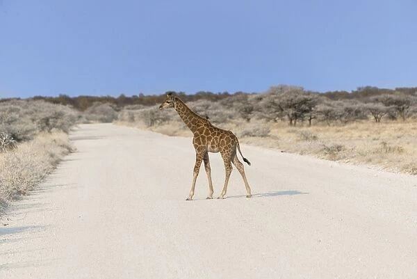 Giraffe -Giraffa camelopardis-, calf crossing a road, Etosha National Park, Namibia