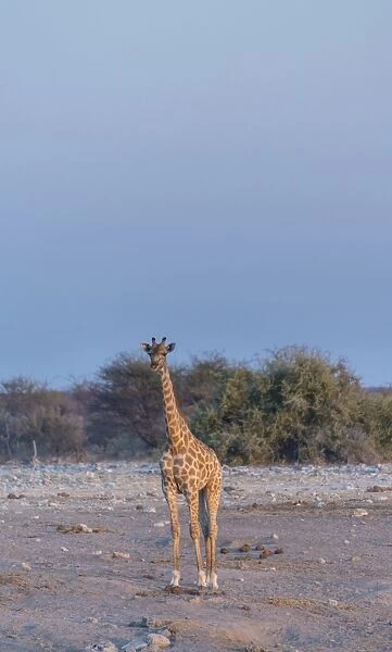 Giraffe -Giraffa camelopardis-, Chudop water hole, Etosha National Park, Namibia