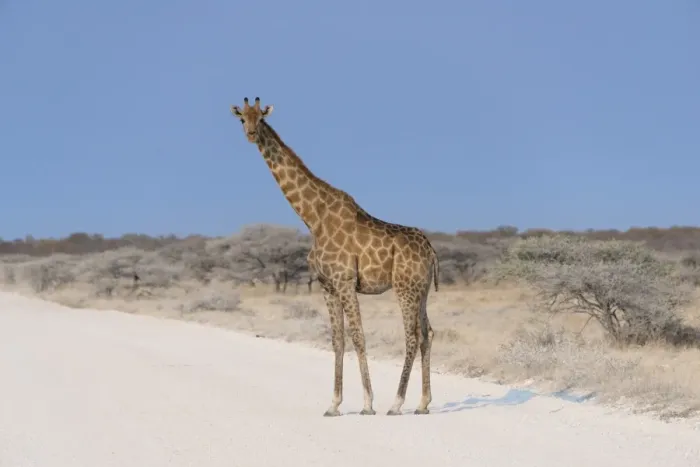 Framed Print : Giraffe -Giraffa camelopardis- crossing a road, Etosha National Park, Namibia Framed Print : Giraffe -Giraffa camelopardis- crossing a road, Etosha National Park, Namibia