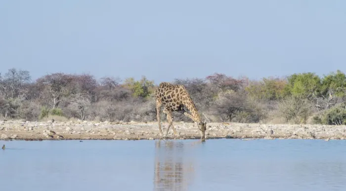 Framed Print : Giraffe -Giraffa camelopardis- drinking, waterhole Klein Namutoni, Etosha National Park, Namibia Framed Print : Giraffe -Giraffa camelopardis- drinking, waterhole Klein Namutoni, Etosha National Park, Namibia