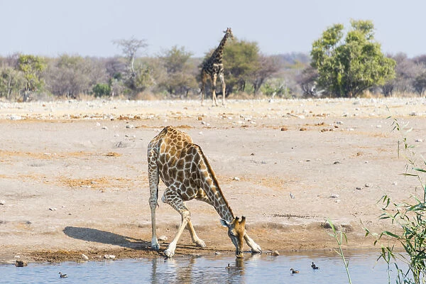 Giraffe -Giraffa camelopardis- drinking at Chudob waterhole, Etosha National Park, Namibia