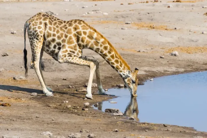 Framed Print : Giraffe -Giraffa camelopardis- drinking at Chudob waterhole, Etosha National Park, Namibia Framed Print : Giraffe -Giraffa camelopardis- drinking at Chudob waterhole, Etosha National Park, Namibia