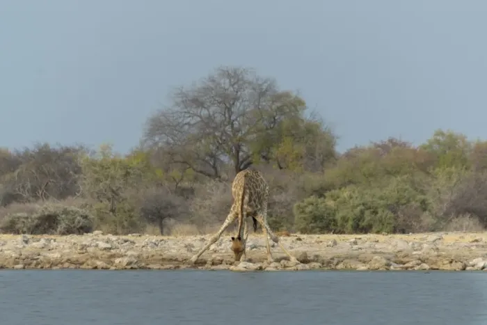 Framed Print : Giraffe -Giraffa camelopardis- drinking at the Klein Namutoni waterhole, Etosha National Park, Namibia