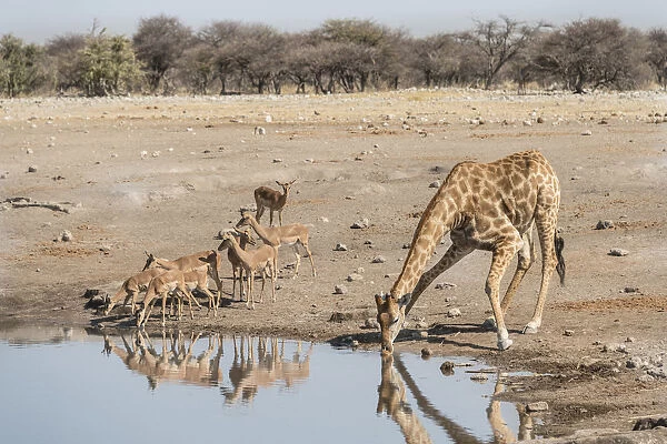 Giraffe -Giraffa camelopardis- drinking at water hole next to group of Black-faced Impalas -Aepyceros melampus petersi-, Chudop waterhole, Etosha National Park, Namibia
