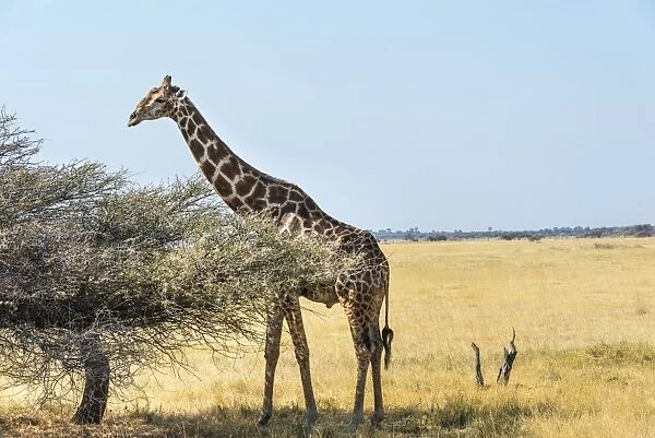 Giraffe -Giraffa camelopardis- in dry grassland, Etosha National Park, Namibia