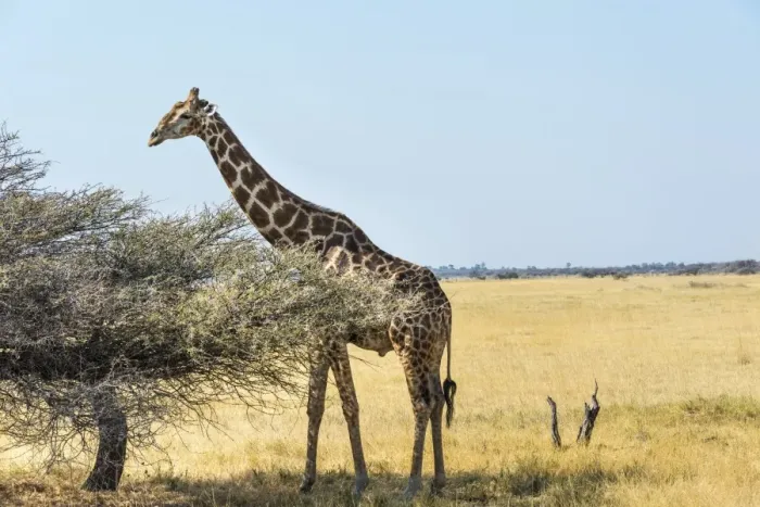 Framed Print : Giraffe -Giraffa camelopardis- in dry grassland, Etosha National Park, Namibia Framed Print : Giraffe -Giraffa camelopardis- in dry grassland, Etosha National Park, Namibia