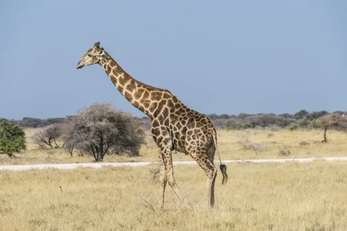 Framed Print : Giraffe -Giraffa camelopardis- in dry grassland, Etosha National Park, Namibia Framed Print : Giraffe -Giraffa camelopardis- in dry grassland, Etosha National Park, Namibia