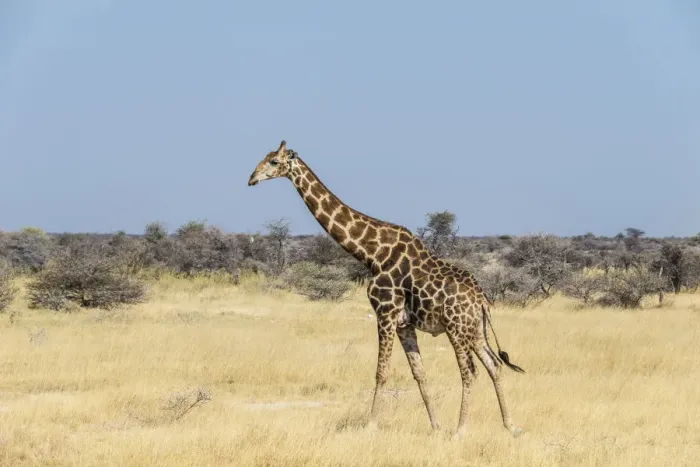 Framed Print : Giraffe -Giraffa camelopardis- in dry grassland, Etosha National Park, Namibia Framed Print : Giraffe -Giraffa camelopardis- in dry grassland, Etosha National Park, Namibia