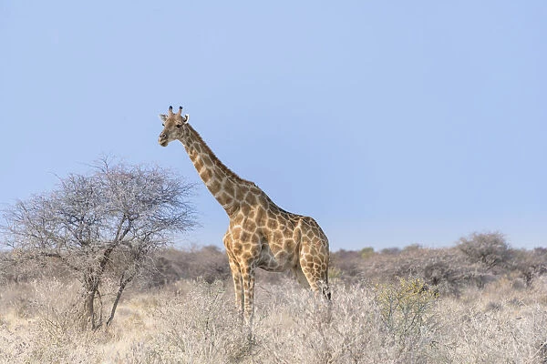 Giraffe -Giraffa camelopardis-, Etosha National Park, Namibia