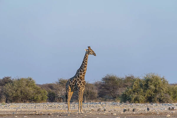 Giraffe -Giraffa camelopardis- in evening light, Chudop water hole, Etosha National Park, Namibia