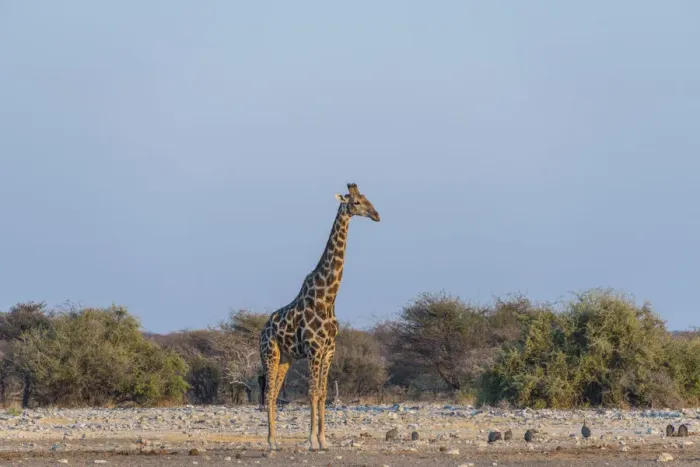 Framed Print : Giraffe -Giraffa camelopardis- in evening light, Chudop water hole, Etosha National Park, Namibia Framed Print : Giraffe -Giraffa camelopardis- in evening light, Chudop water hole, Etosha National Park, Namibia