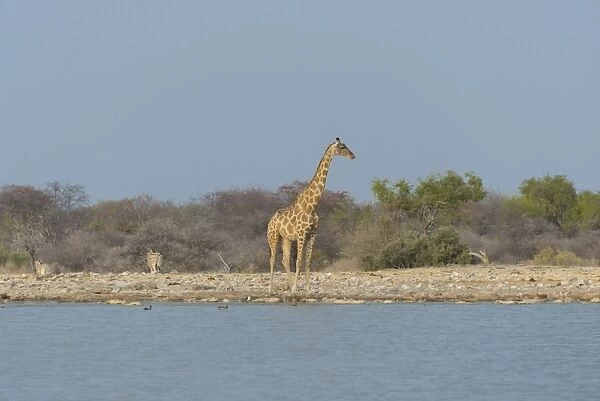 Giraffe -Giraffa camelopardis- standing by the water, Klein Namutoni waterhole, Etosha National Park, Namibia