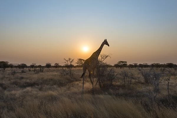 Giraffe -Giraffa camelopardis- in the steppe at sunset, Etosha National Park, Namibia