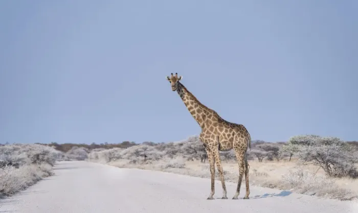 Framed Print : Giraffe -Giraffa camelopardis- walking across the street, Etosha National Park, Namibia Framed Print : Giraffe -Giraffa camelopardis- walking across the street, Etosha National Park, Namibia