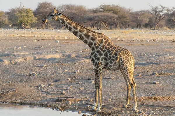 Giraffe -Giraffa camelopardis- at the water, waterhole Chudop, Etosha National Park, Namibia