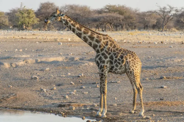Framed Print : Giraffe -Giraffa camelopardis- at the water, waterhole Chudop, Etosha National Park, Namibia Framed Print : Giraffe -Giraffa camelopardis- at the water, waterhole Chudop, Etosha National Park, Namibia