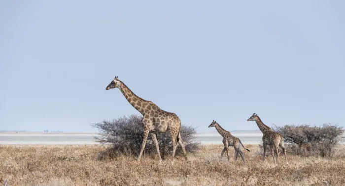 Framed Print : Giraffe -Giraffa camelopardis- with two young in front of bushes, Etosha Pan, Etosha National Park, Namibia Framed Print : Giraffe -Giraffa camelopardis- with two young in front of bushes, Etosha Pan, Etosha National Park, Namibia