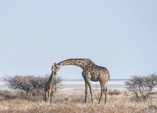 Giraffe -Giraffa camelopardis- with young standing next to bushes, Etosha Pan, Etosha National Park, Namibia