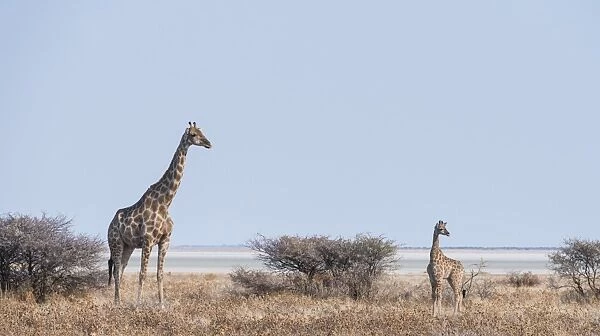 Giraffe -Giraffa camelopardis- with young standing next to bushes, Etosha National Park, Namibia