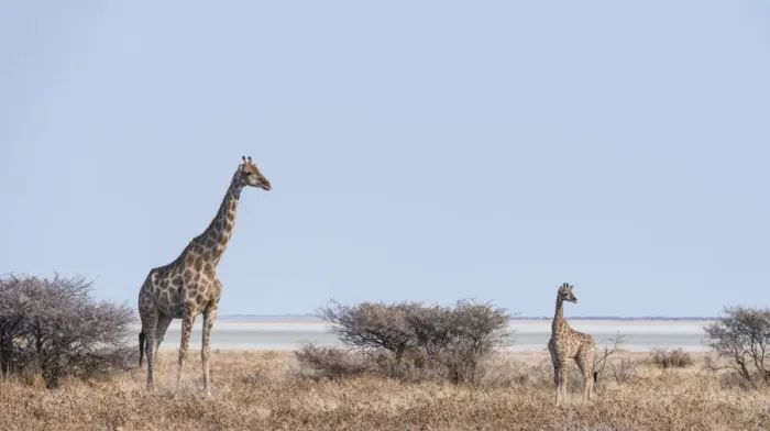 Framed Print : Giraffe -Giraffa camelopardis- with young standing next to bushes, Etosha National Park, Namibia Framed Print : Giraffe -Giraffa camelopardis- with young standing next to bushes, Etosha National Park, Namibia