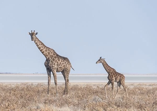 Giraffe -Giraffa camelopardis- with young standing in the dry grass land, Etosha Pan, Etosha National Park, Namibia