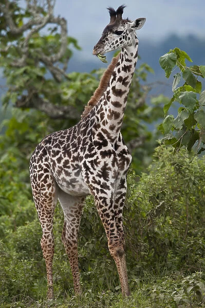 Giraffe (Giraffa carmeopardalis), Arusha National Park, Tanzania, Africa