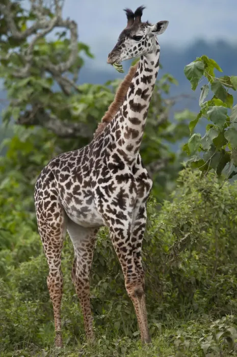 Framed Print : Giraffe (Giraffa carmeopardalis), Arusha National Park, Tanzania, Africa Framed Print : Giraffe (Giraffa carmeopardalis), Arusha National Park, Tanzania, Africa