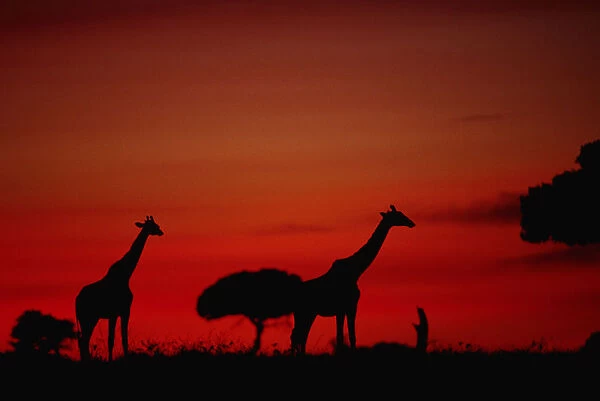 Giraffe (Giraffe camelopardalis tippleskirchi) standing, at dusk, Masai Mara N. R, Kenya