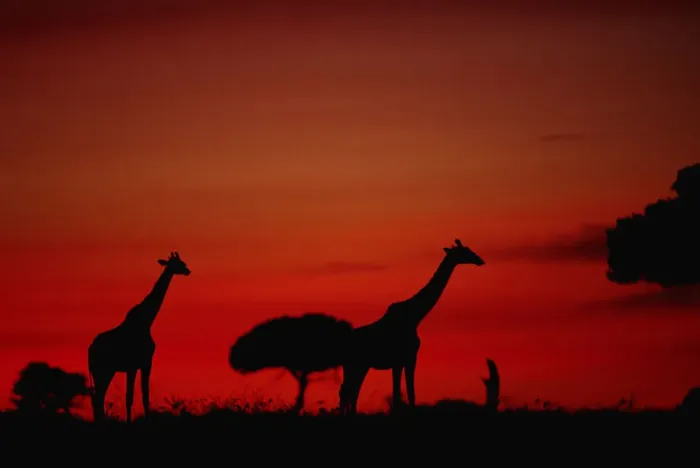 Framed Print : Giraffe (Giraffe camelopardalis tippleskirchi) standing, at dusk, Masai Mara N. R, Kenya