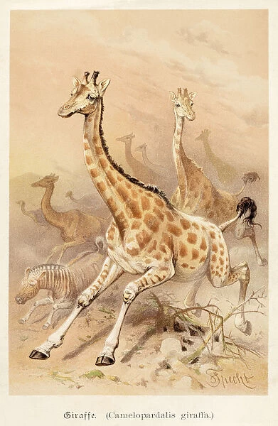 Giraffe illustration 1888