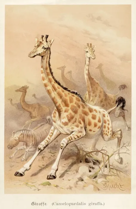 Framed Print : Giraffe illustration 1888 Framed Print : Giraffe illustration 1888