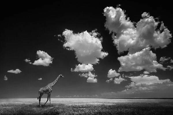 Giraffe on plain. Giraffe walking on the plain, Serengeti, Tanzania
