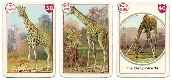 Three giraffe playing cards Victorian animal families game