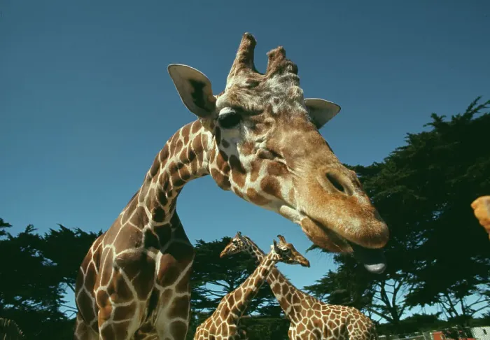 Framed Print : Giraffe At San Francisco Zoo Framed Print : Giraffe At San Francisco Zoo