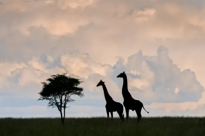 Framed Print : giraffe, Serengeti, silhouette, interaction Framed Print : giraffe, Serengeti, silhouette, interaction