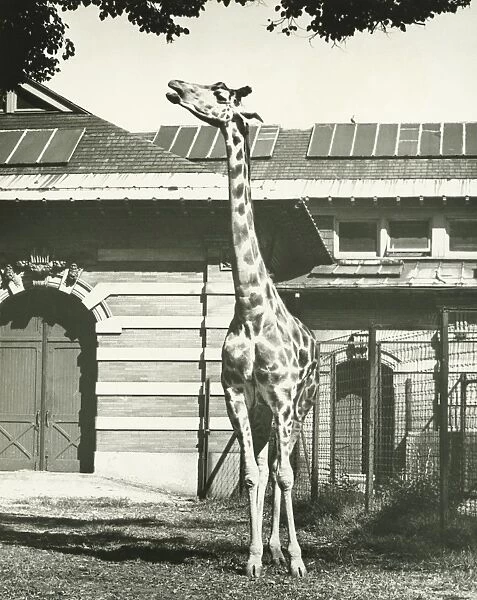 Giraffe standing in zoo, (B&W)