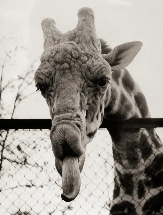 Framed Print : Giraffe Sticking Out Tongue