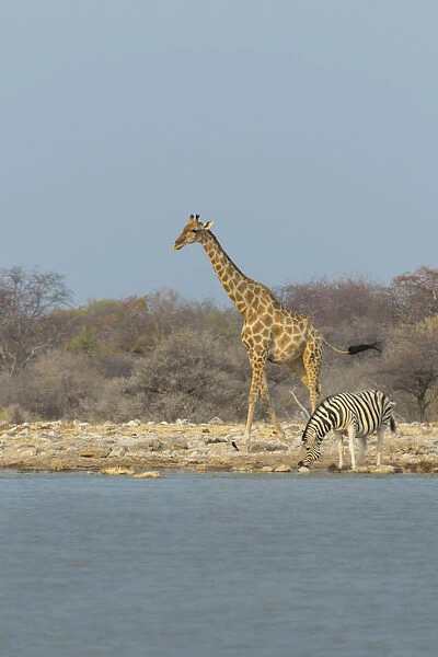 Giraffe and Zebras at a waterhole, Giraffe -Giraffa camelopardis- and Burchells Zebra -Equus quagga burchellii-, Klein Namutoni waterhole, Etosha National Park, Namibia