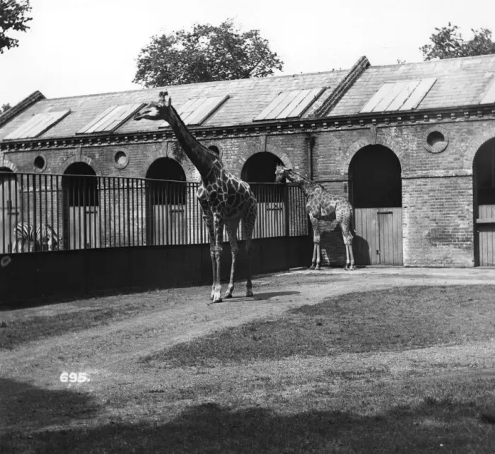 Framed Print : Giraffes. circa 1950: Two giraffes at London Zoo Framed Print : Giraffes. circa 1950: Two giraffes at London Zoo