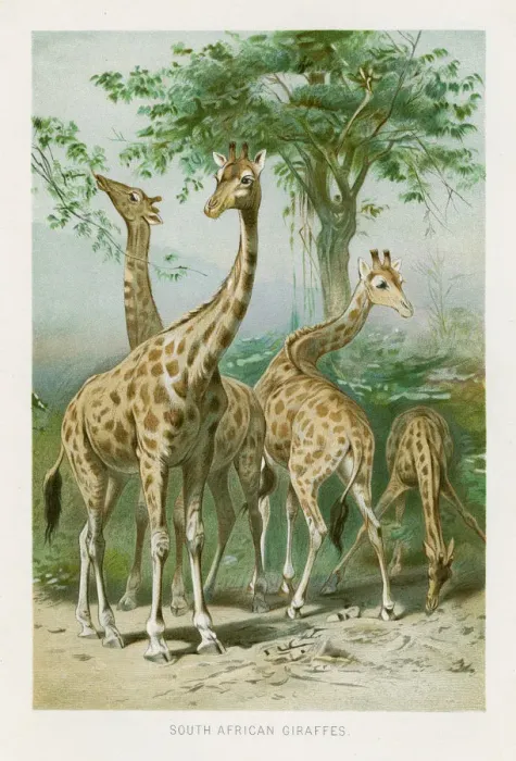 Framed Print : Giraffes chromolithograph 1896 Framed Print : Giraffes chromolithograph 1896