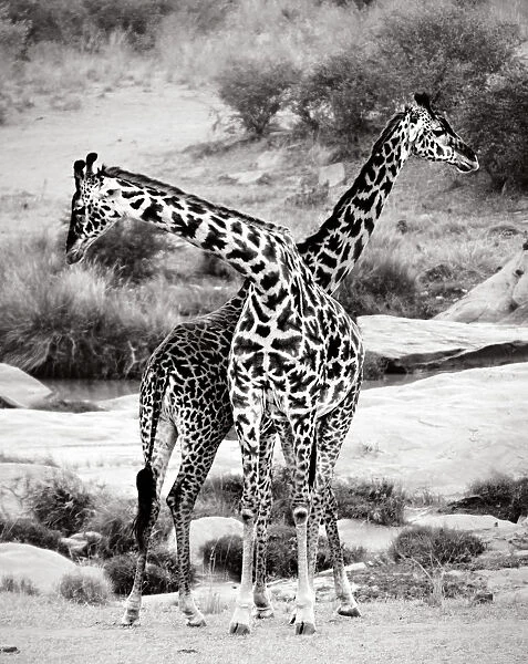 Giraffes Criss-Crossed in Black and White in Masai Mara, Kenya
