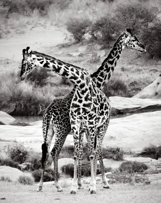 Framed Print : Giraffes Criss-Crossed in Black and White in Masai Mara, Kenya Framed Print : Giraffes Criss-Crossed in Black and White in Masai Mara, Kenya